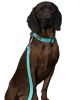 Повідець для собак Glow Leash Aqua 180 см Paikka