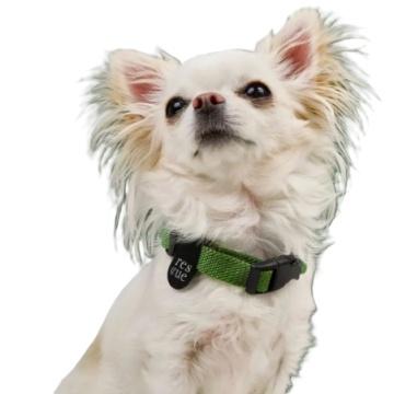 Повсякденний нашийник для собак Cloud7 Rescue Basic Зелений