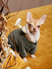 Костюм Pet Fashion «Alf» для собак