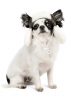 Шапка Pet Fashion Bubo для собак
