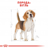 Royal Canin Beagle Adult для породи бігль