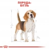 Royal Canin Beagle Adult для породи бігль