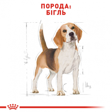 Royal Canin Beagle Adult для породы бигль