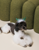 Аксесуар-ріжки Pet Fashion "Deer" для собак