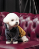 Толстовка Pet Fashion «Rollie» для собак