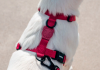 Zee.Dog  Шлея для собак  Bordeau H-harness