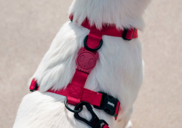 Zee.Dog  Шлея для собак  Bordeau H-harness