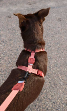 Zee.Dog Шлея для собак canyon H-harness