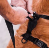 Zee.Dog Шлея для собак  Prisma H-Harness