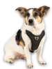 Шлейки для собак Max & Molly Smart ID Sport Harness Matrix 2.0 Black чорного кольору