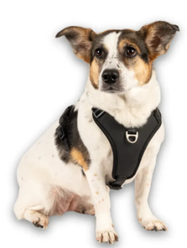 Шлейки для собак Max & Molly Smart ID Sport Harness Matrix 2.0 Black чорного кольору