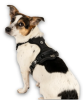 Шлейки для собак Max & Molly Smart ID Sport Harness Matrix 2.0 Black чорного кольору