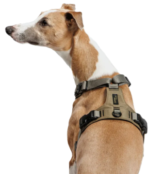 Y-подібна шлейка для собак Cloud7 Y-2 Harness AKTIV Сірий