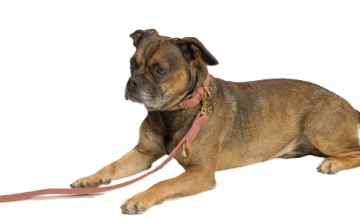 Нашийник для собак Cloud7 Tiergarten Персиковий