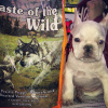 Taste of the Wild High Prairie Puppy Formula для щенков с бизоном и запеченной косулей