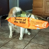 Taste of the Wild High Prairie Puppy Formula для цуценят з бізоном та запеченою козулею