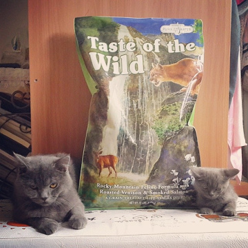 Taste of the Wild Rocky Mountain Feline