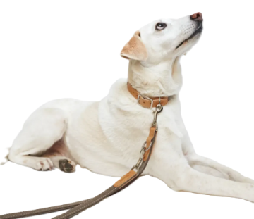 Повідець для собак Cloud7 Tivoli Бежевий