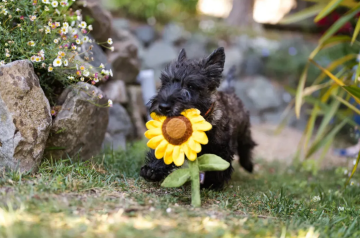 Игрушка для собак Blooming Buddies Collection - Sassy Sunflower Pet Play