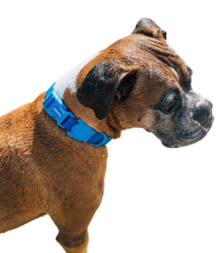 Нашийник для собак Zee.Dog - NeoPro Blue
