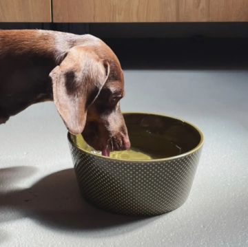 Миска для собак Cloud7 Alain Зелений