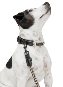 Нашийник для собак Cloud7 Mauerpark Чорний