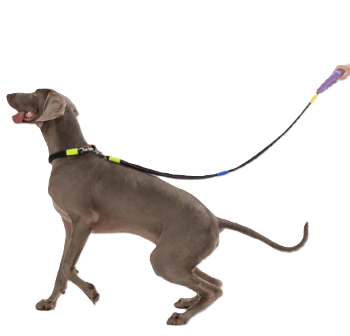 Поводок для собак Maogoublue Marshmallow Standard Dog Leash - Currant Black