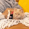 ZippyPaws Игрушка для котиков Хрустящая Бутылочка Catnip Crusherz - Merlot