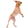 West Paw Jive Dog Ball L Мяч для собак