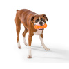 West Paw Rumpus Игрушка для собак, 16 см