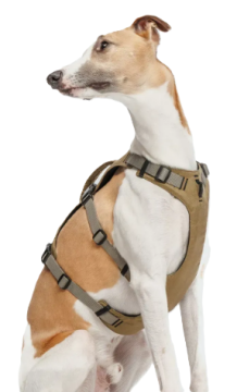 Y-подібна шлейка для собак Cloud7 Y-Safe-Harness AKTIV Сірий/Хаки