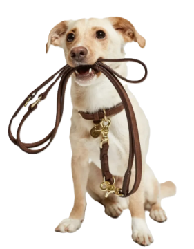 Повідець для собак Cloud7 Tiergarten Коричневий