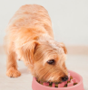 Outward Hound Fun Feeder Slo Bowl Миска-лабиринт для собак розовая