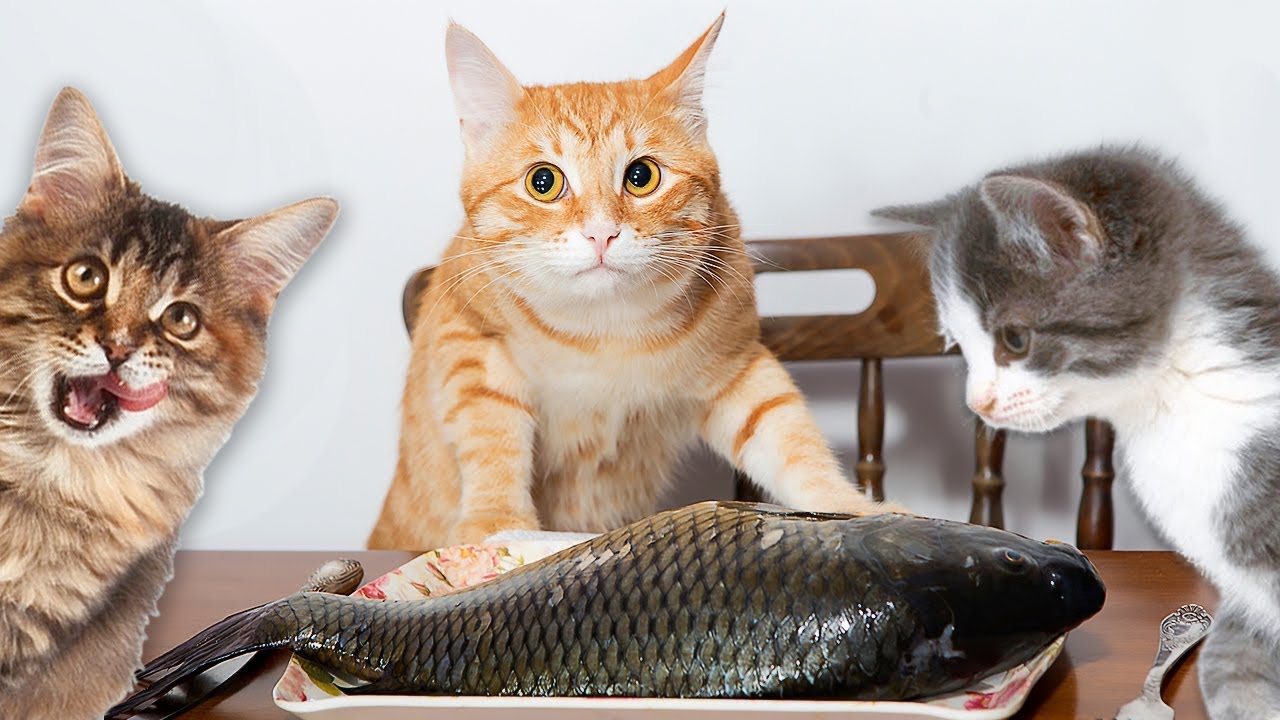 Рекомендации по кормлению кошек сырой рыбой