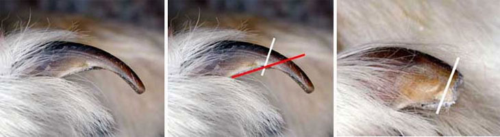 Правильное угол обрезания когтей у собак